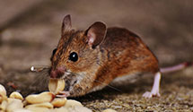 24 Hour & Emergency Exterminators in Rockland, PA